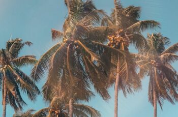pexels-photo-1152359-1152359.jpg